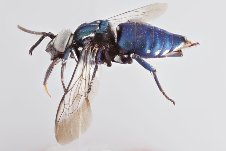 [Thalestria spinosa male (lateral/side view) thumbnail]